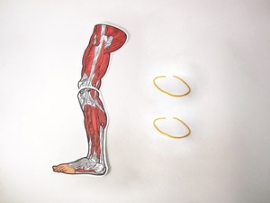 다리근육모형만들기5인